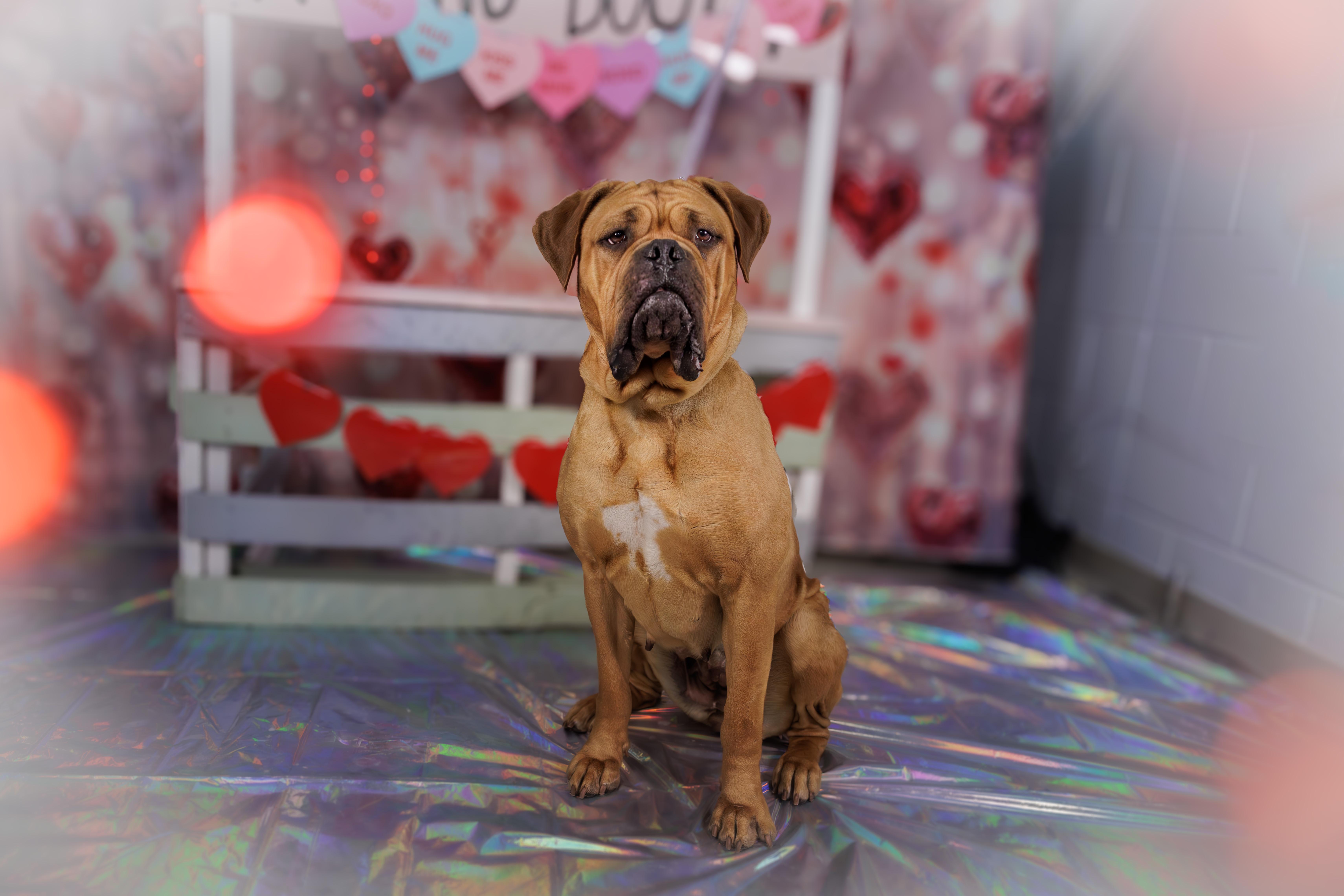Paris, adoptable, Adult Female Mastiff.