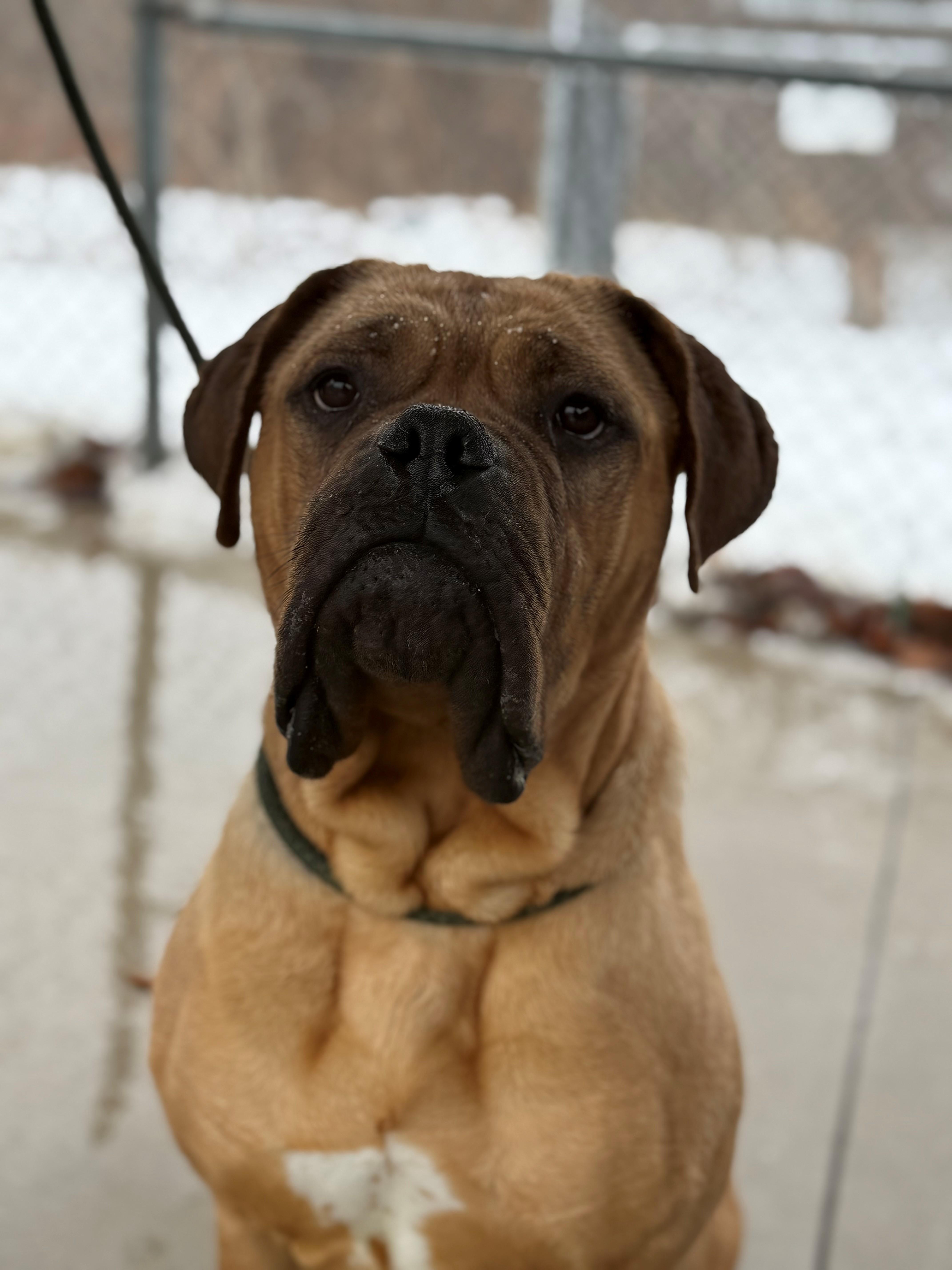 Enlarge Paris, an adoptable mixed breed in Hamilton, ON image 4/6
