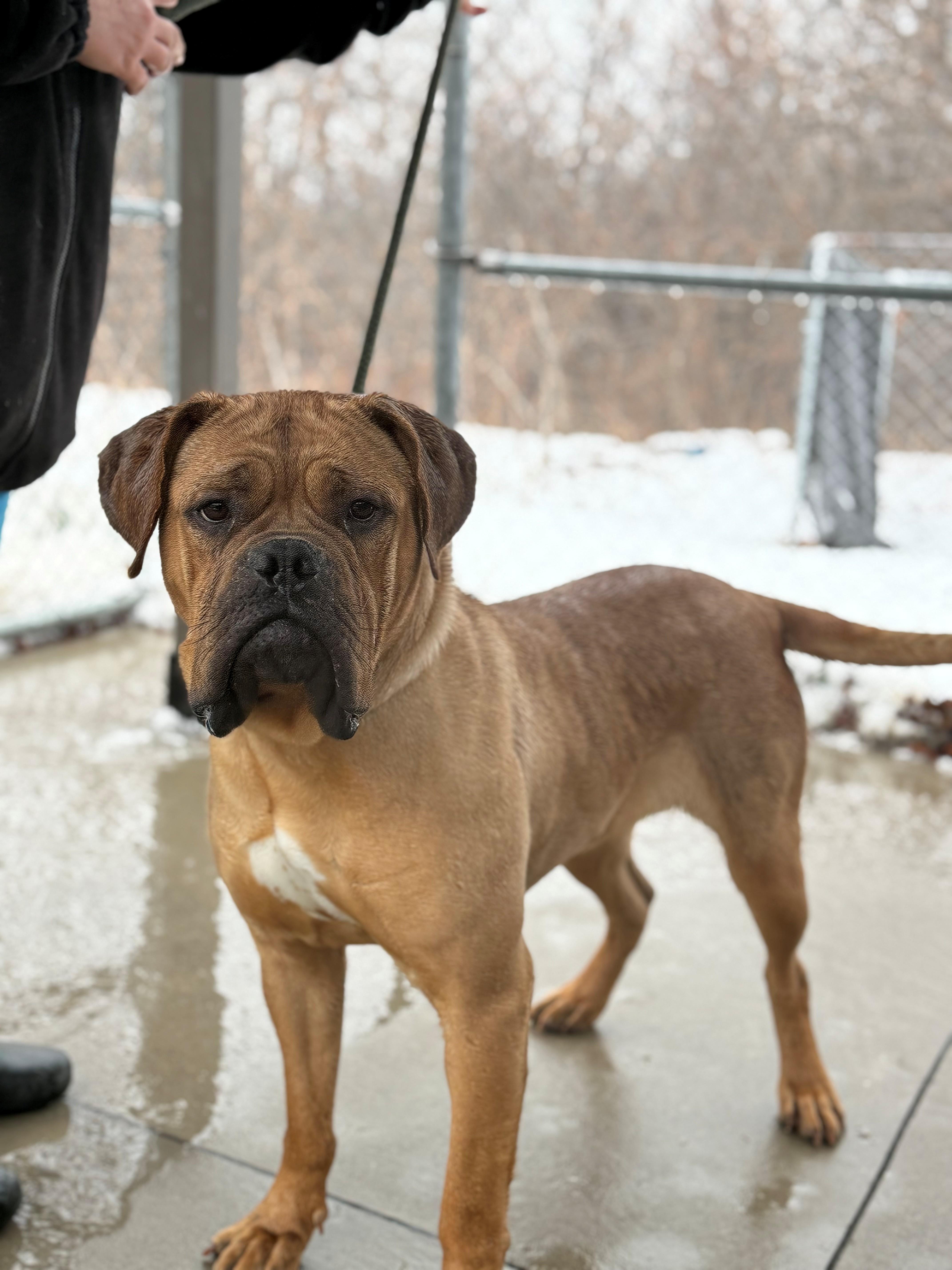 Enlarge Paris, an adoptable mixed breed in Hamilton, ON image 2/6