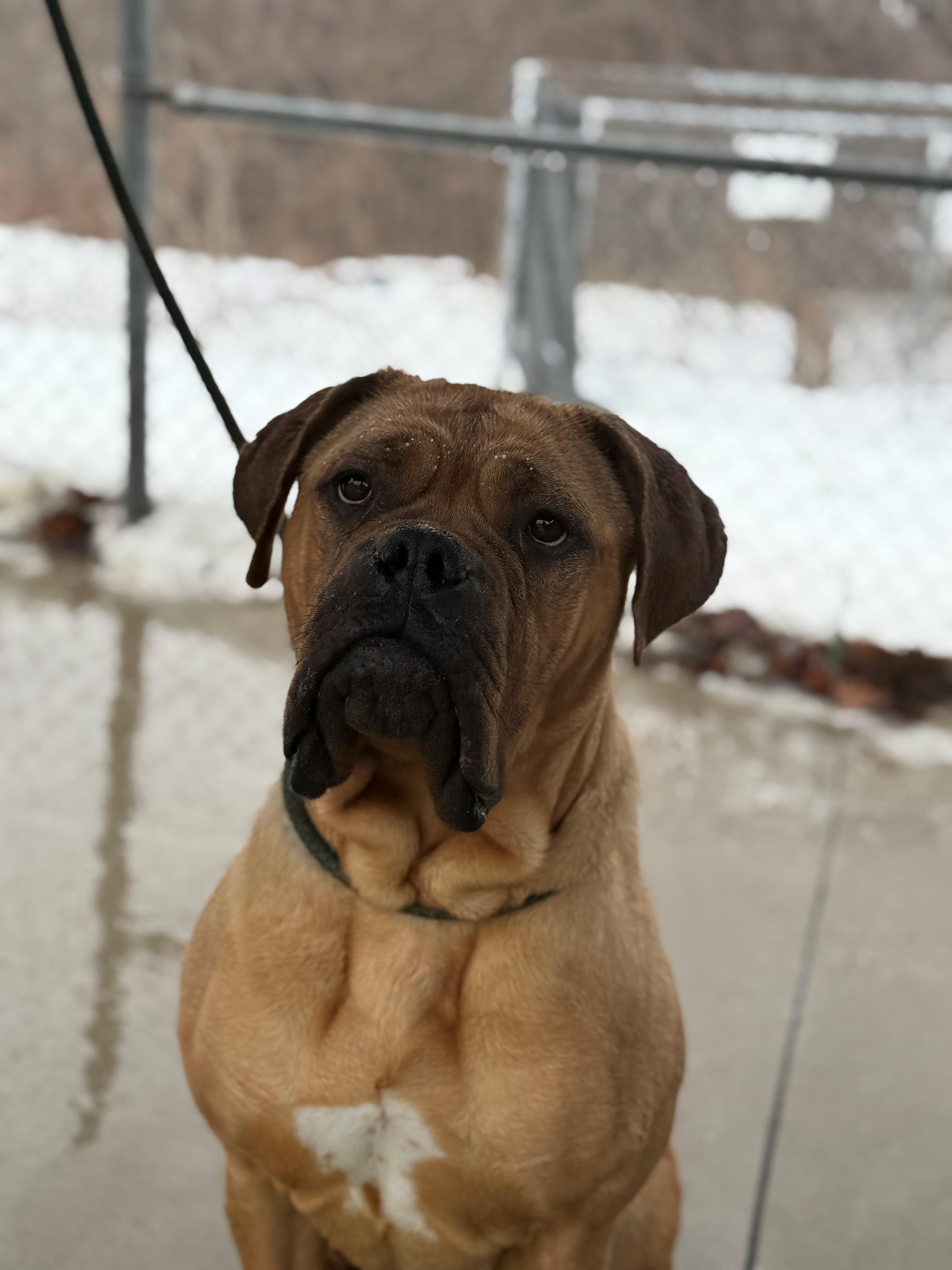 Enlarge Paris, an adoptable mixed breed in Hamilton, ON image 6/6