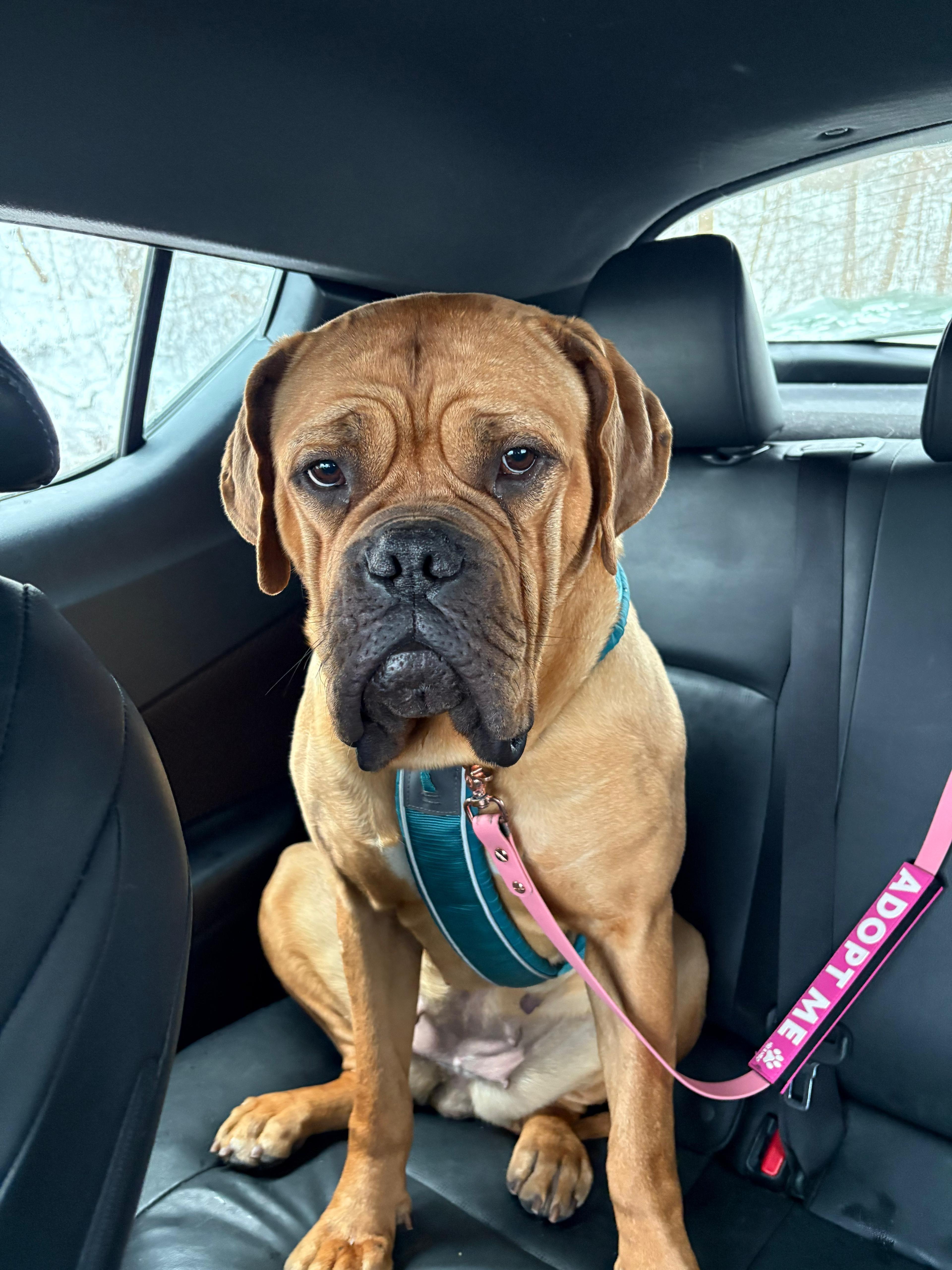 Enlarge Paris, an adoptable mixed breed in Hamilton, ON image 3/6