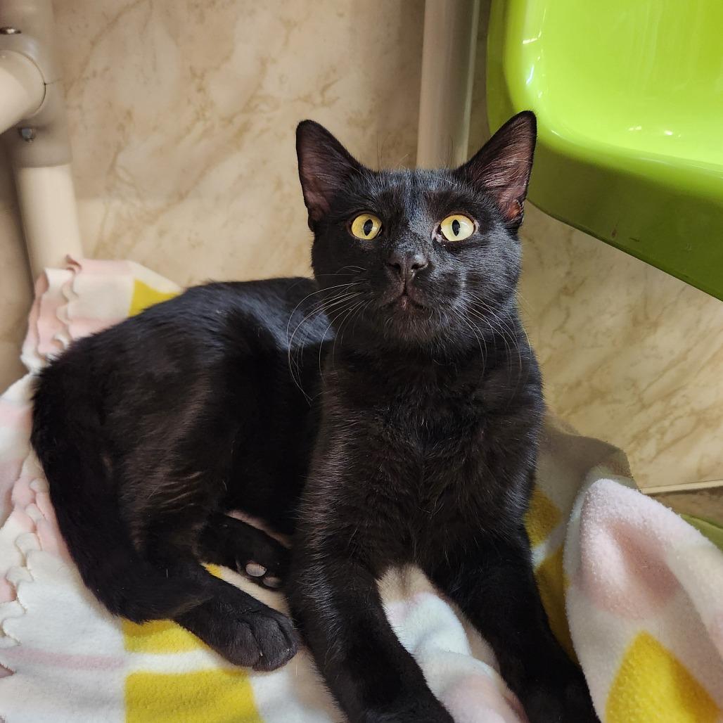 Guinness, Adoptable, Young Male Domestic Short Hair.
