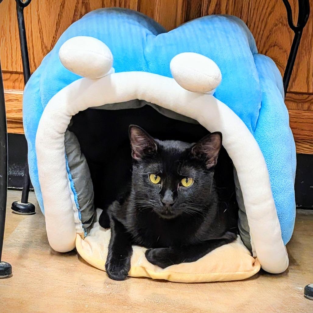 Guinness, a Adoptable Domestic Short Hair in Delaware, OH image 2/6