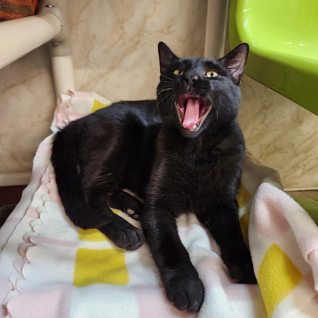 Guinness, a Adoptable Domestic Short Hair in Delaware, OH image 5/6