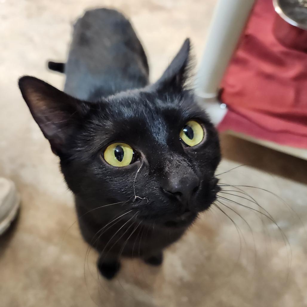 Guinness, a Adoptable Domestic Short Hair in Delaware, OH image 6/6