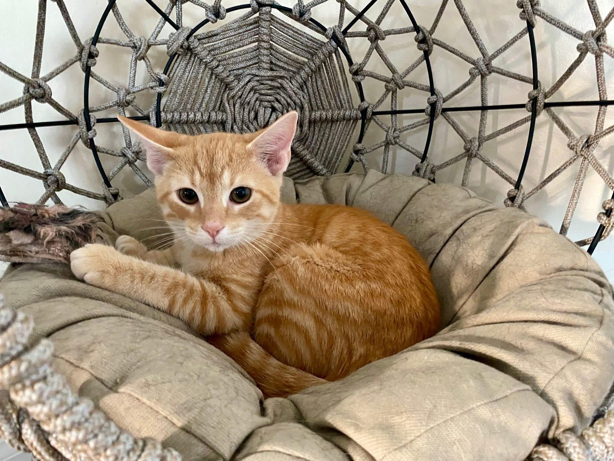 Sonny & Cher (BONDED PAIR)