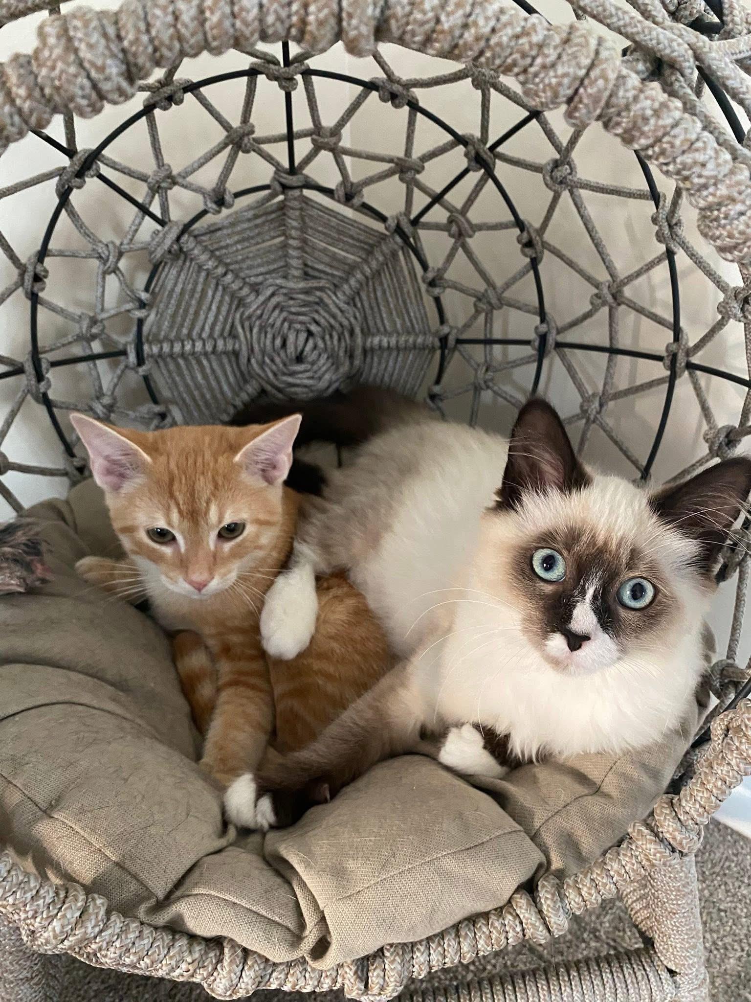 Sonny & Cher (BONDED PAIR)