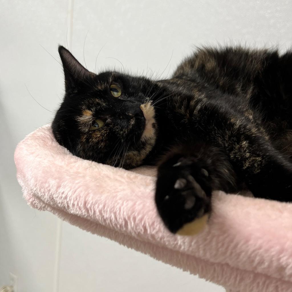 Enlarge Journey, a Adoptable mixed breed in Corpus Christi, TX image 1/3