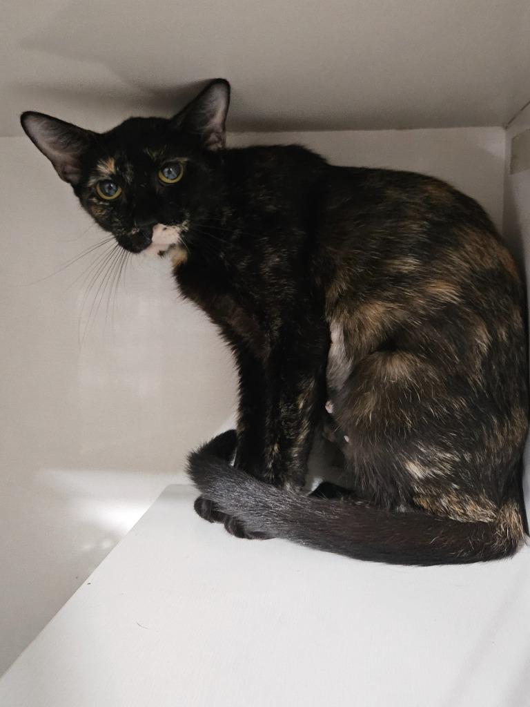 Enlarge Journey, a Adoptable mixed breed in Corpus Christi, TX image 3/3