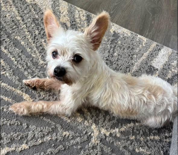 Enlarge Kline, a ADOPTABLE mixed breed in Matthews, NC image 2/2