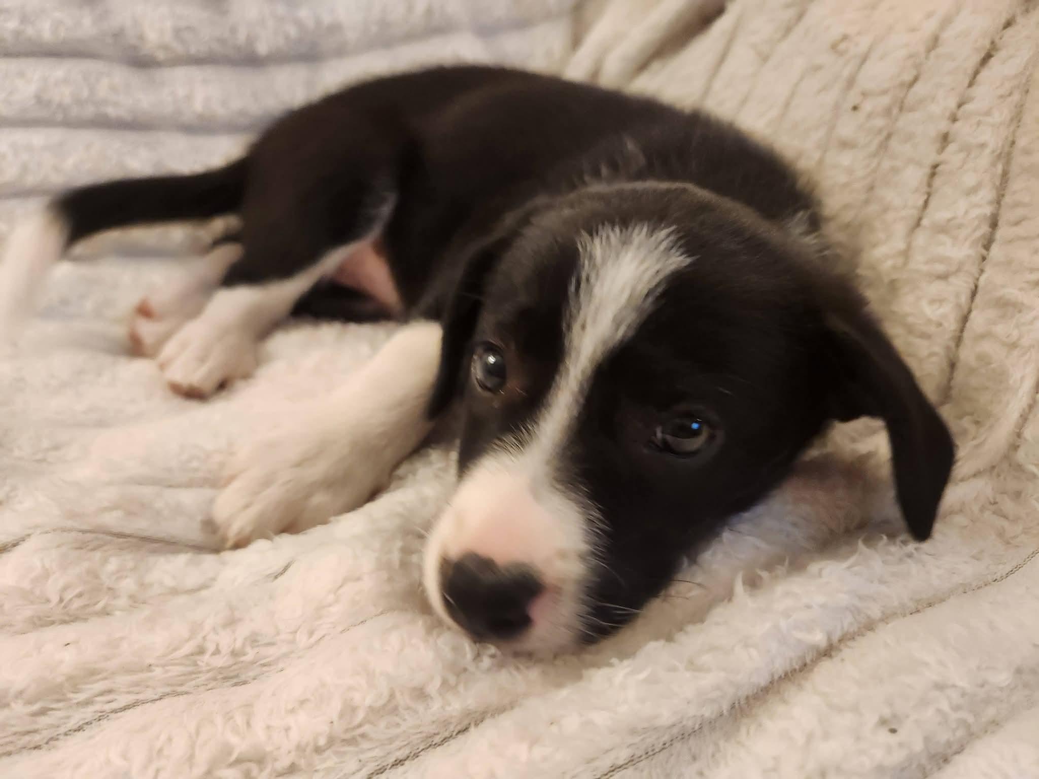 Maggie / Yellow G, Adoptable, Puppy Female Rough Collie & Beagle.