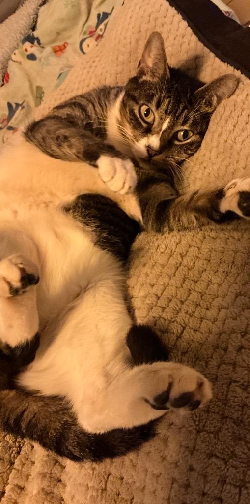 Lucia25F, Adoptable, Adult Female Domestic Short Hair.