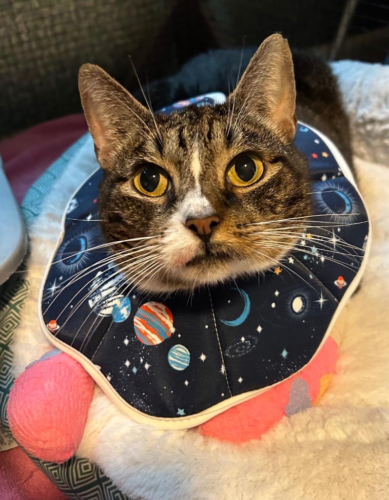 Enlarge Lucia25F, a Adoptable mixed breed in Youngsville, NC image 2/5