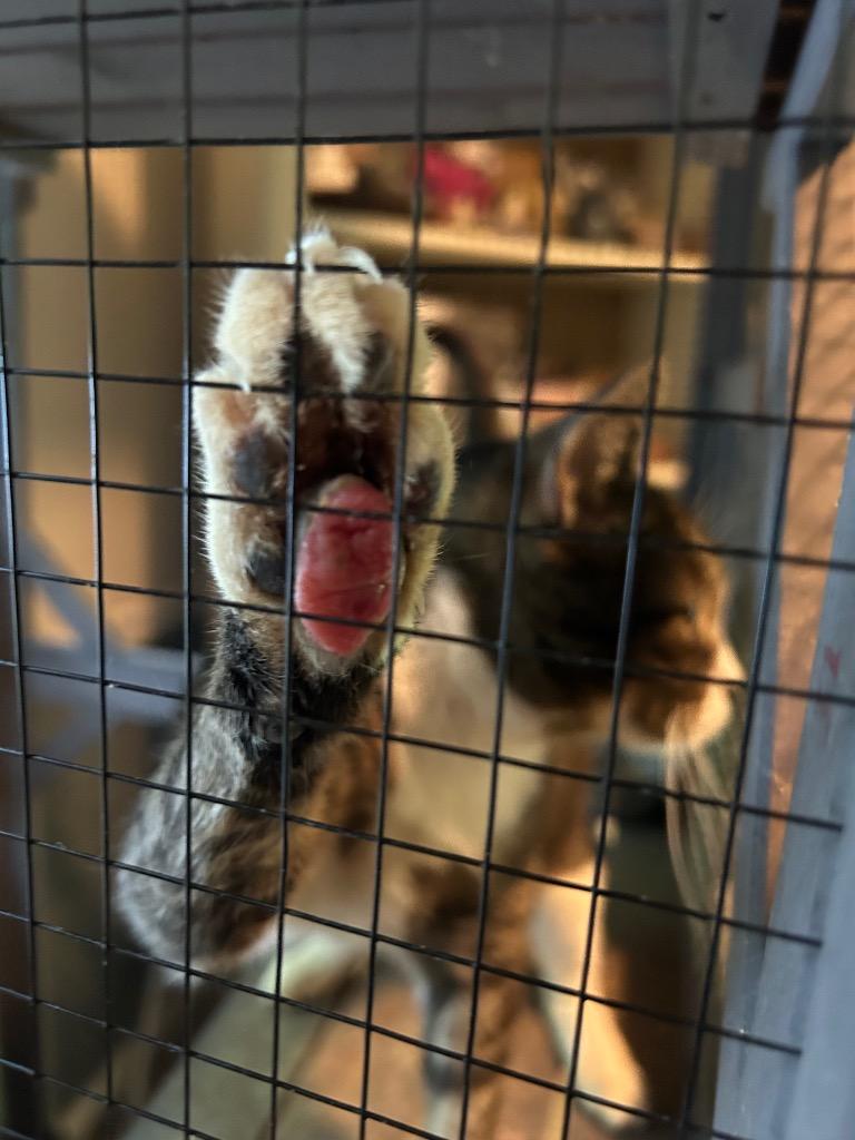 Enlarge Lucia25F, a Adoptable mixed breed in Youngsville, NC image 3/5