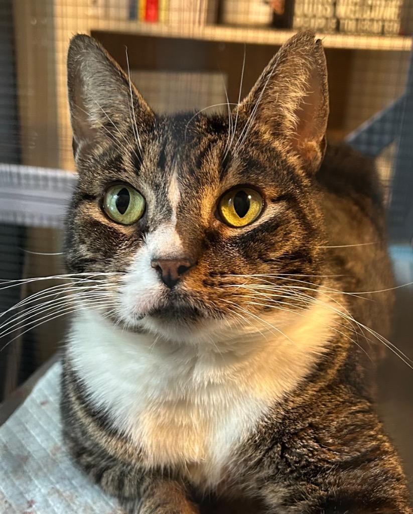 Enlarge Lucia25F, a Adoptable mixed breed in Youngsville, NC image 4/5