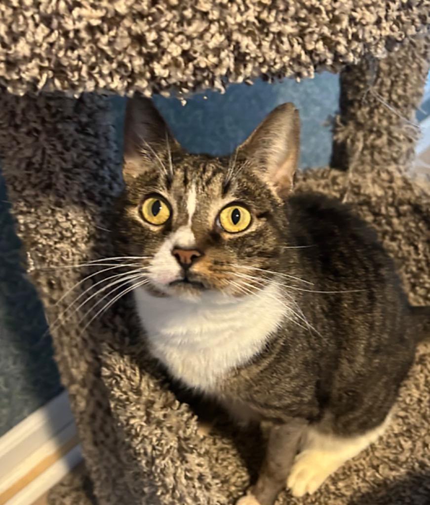 Enlarge Lucia25F, a Adoptable mixed breed in Youngsville, NC image 5/5