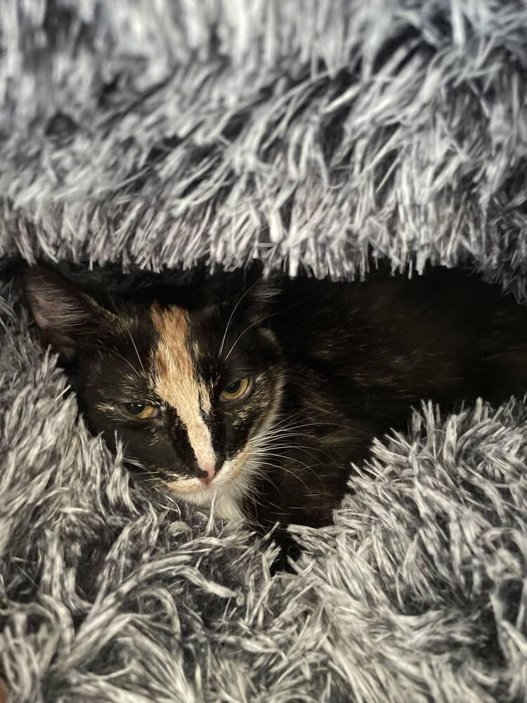 Enlarge Snickerdoodle, a Adoptable Domestic Short Hair in Cary, NC image 2/4