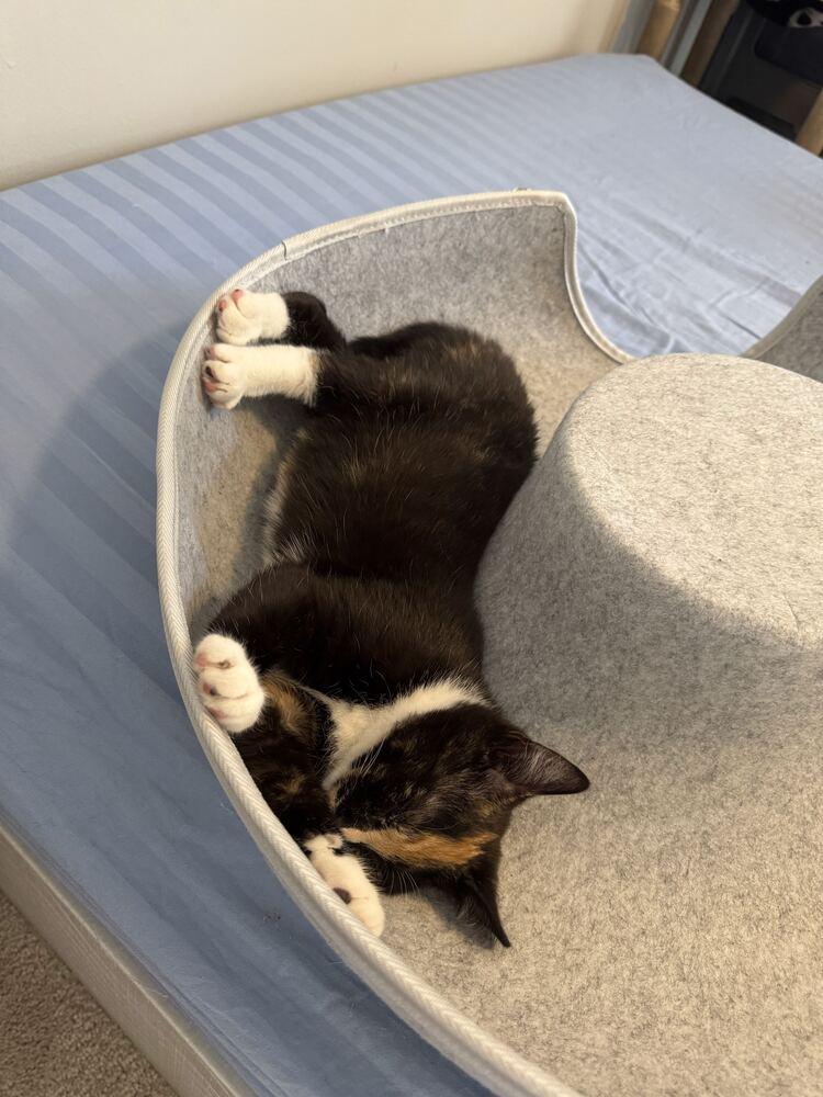 Enlarge Snickerdoodle, a Adoptable Domestic Short Hair in Cary, NC image 3/4