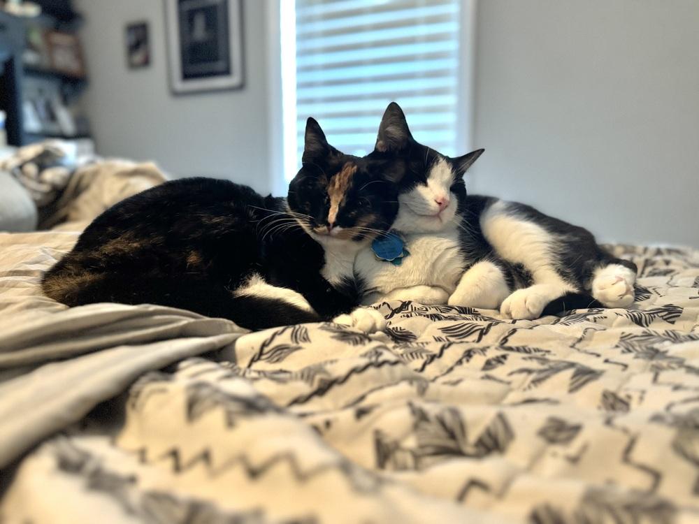 Enlarge Snickerdoodle, a Adoptable Domestic Short Hair in Cary, NC image 3/5