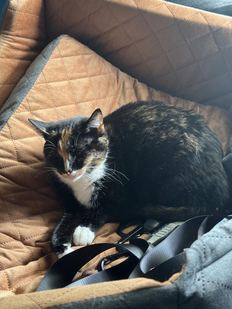 Enlarge Snickerdoodle, a Adoptable Domestic Short Hair in Cary, NC image 4/5