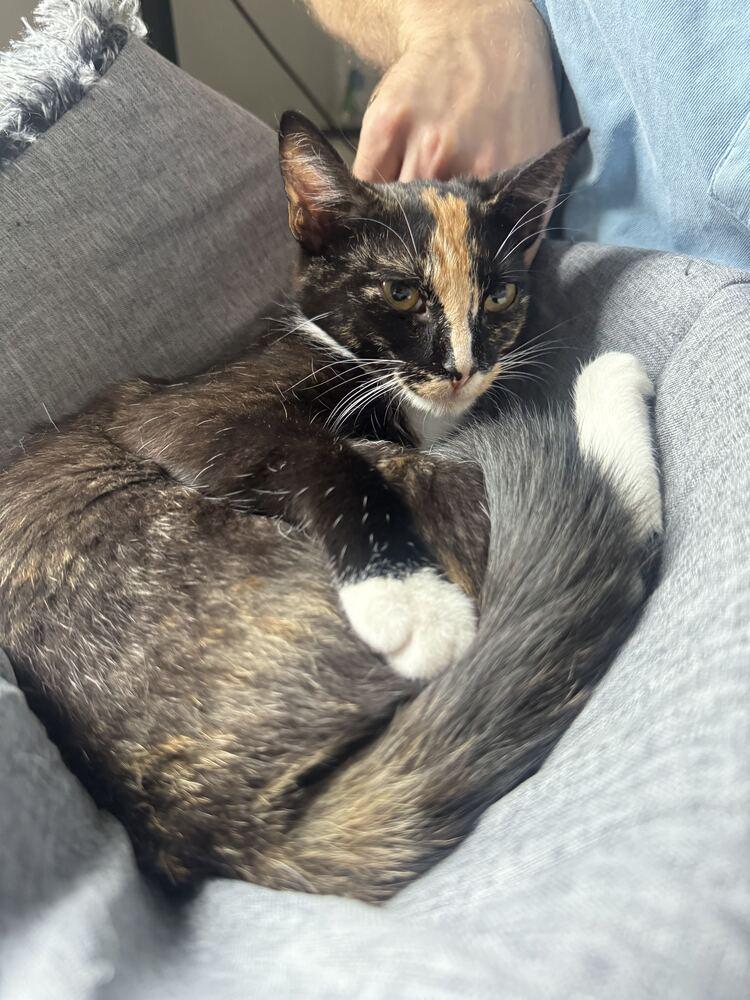 Snickerdoodle, Adoptable, Kitten Female Domestic Short Hair.