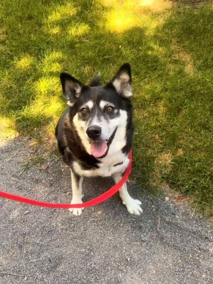Naoky, Adoptable, Adult Female Mixed Breed & Mixed Breed.