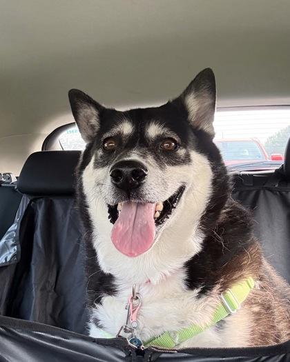 Enlarge Naoky, a Adoptable mixed breed in Fairfax, VA image 1/3