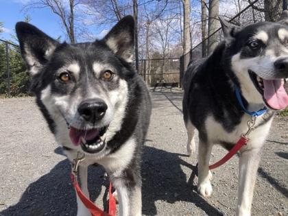 Naoky, Adoptable, Adult Female Mixed Breed & Mixed Breed.