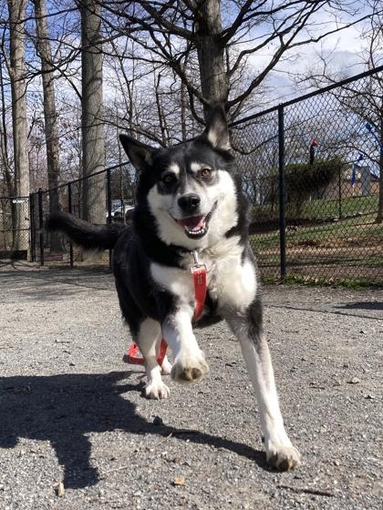 Enlarge Naoky, a Adoptable mixed breed in Fairfax, VA image 2/3