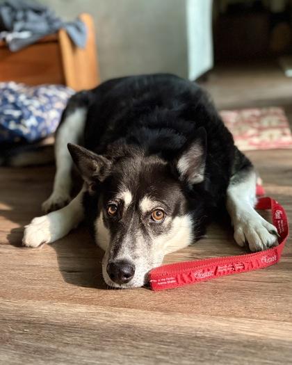 Enlarge Naoky, a Adoptable mixed breed in Fairfax, VA image 3/3
