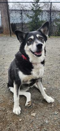 Enlarge Naoky, a Adoptable mixed breed in Fairfax, VA image 3/3