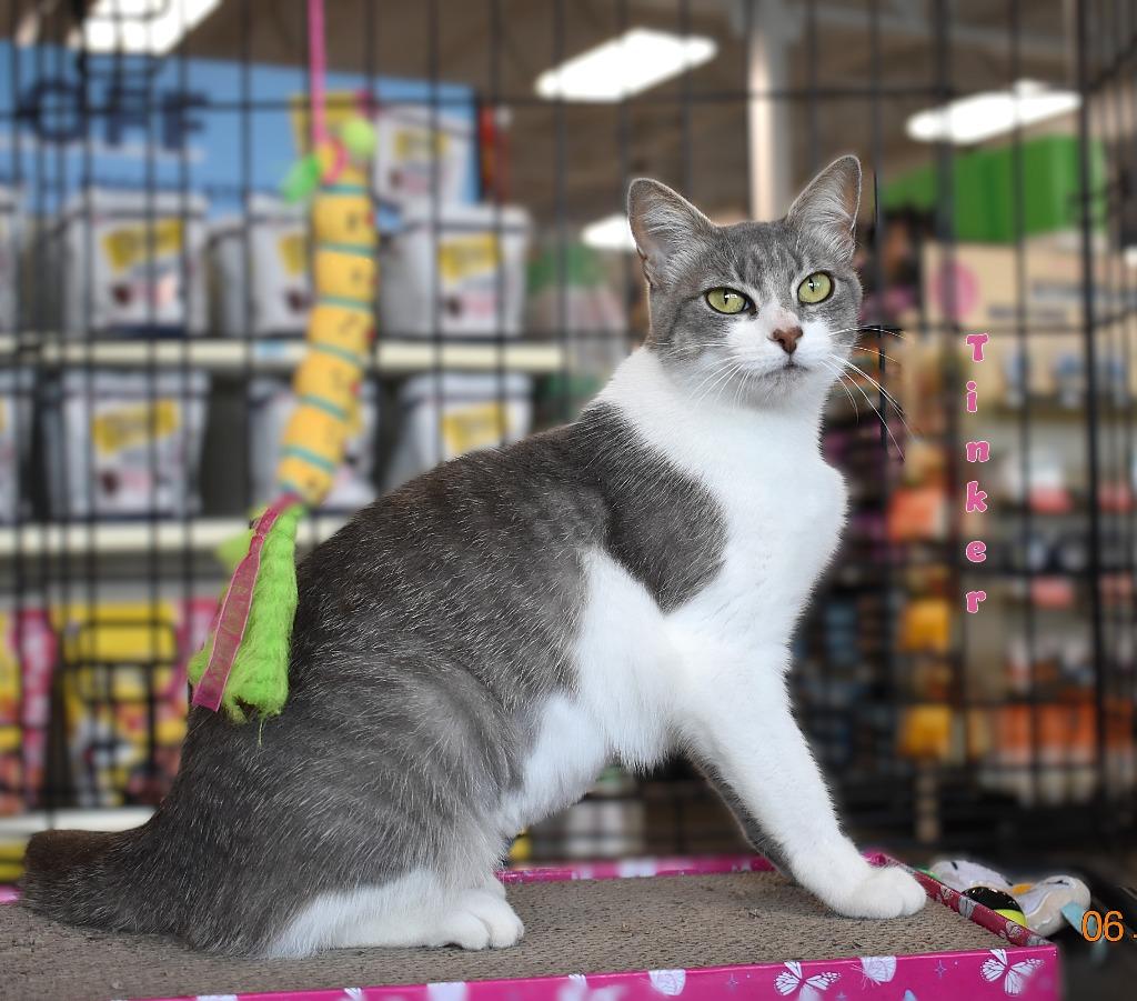 Tinker, Adoptable, Kitten Female Domestic Short Hair.