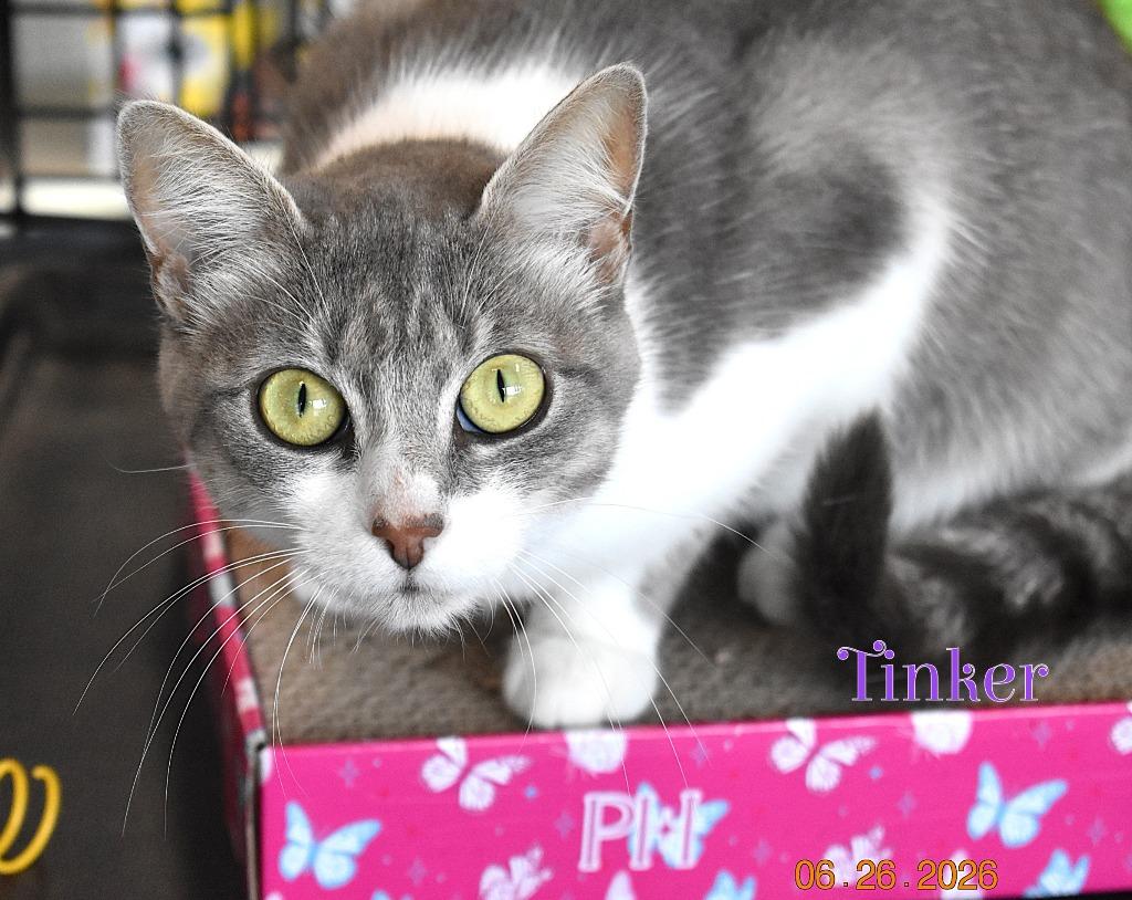 Enlarge Tinker, a Adoptable mixed breed in Fort Oglethorpe, GA image 2/3