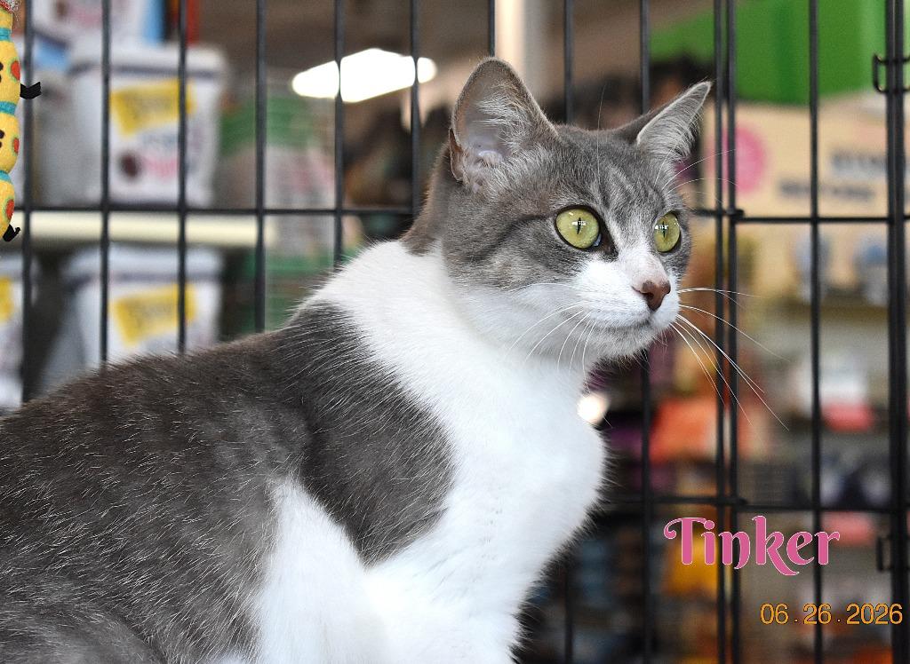 Enlarge Tinker, a Adoptable mixed breed in Fort Oglethorpe, GA image 3/3