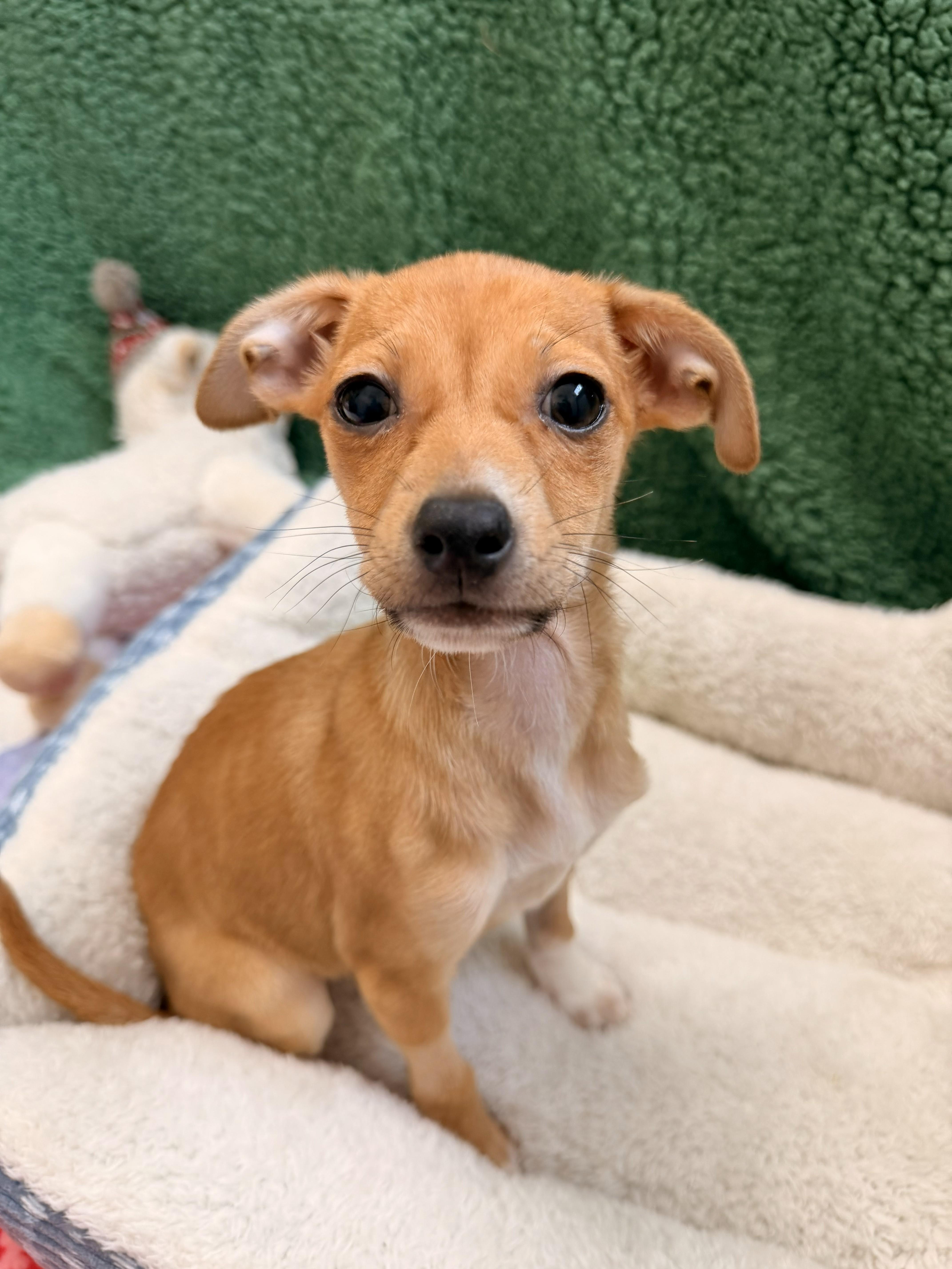 Rachel, adopted, Puppy Female Chihuahua.