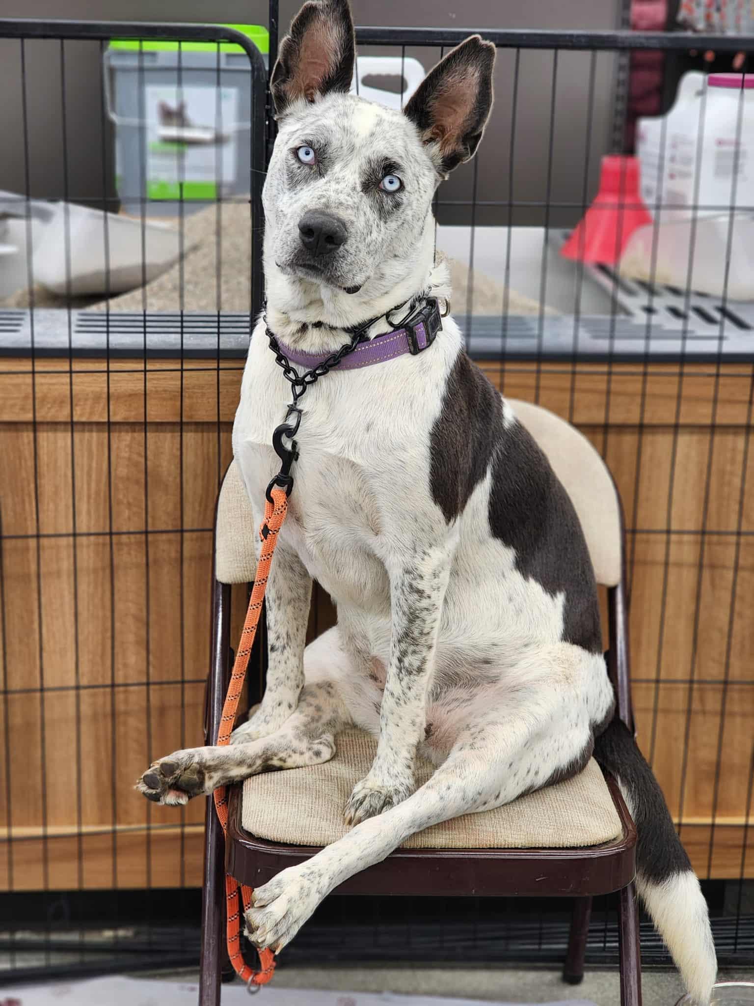 ASIA, Adoptable, Adult Female Australian Cattle Dog / Blue Heeler.