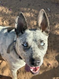 Enlarge ASIA, a Adoptable mixed breed in Norco, CA image 2/3