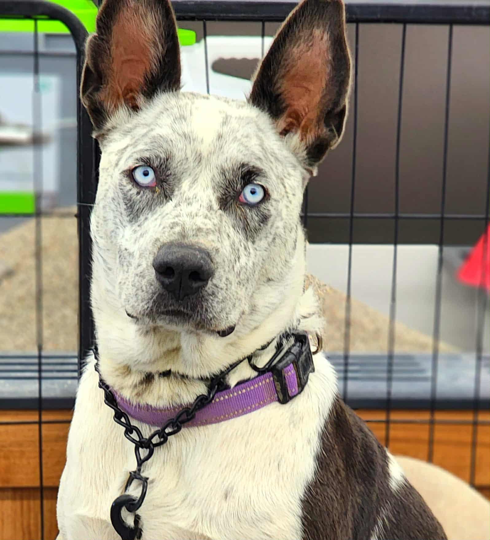 Enlarge ASIA, a Adoptable mixed breed in Norco, CA image 3/3