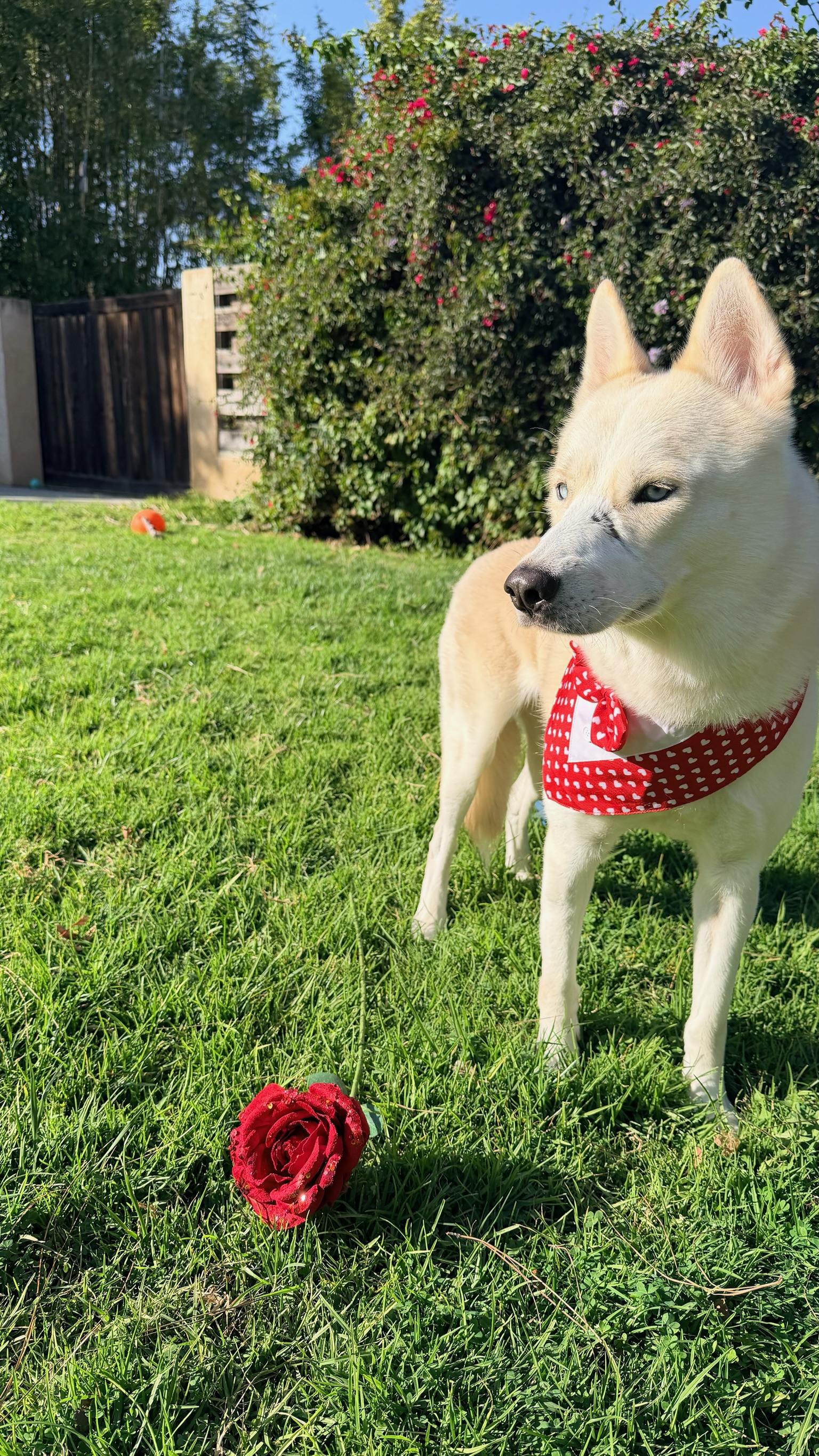 Enlarge Nikolai, a Adoptable mixed breed in Los Angeles , CA image 3/6