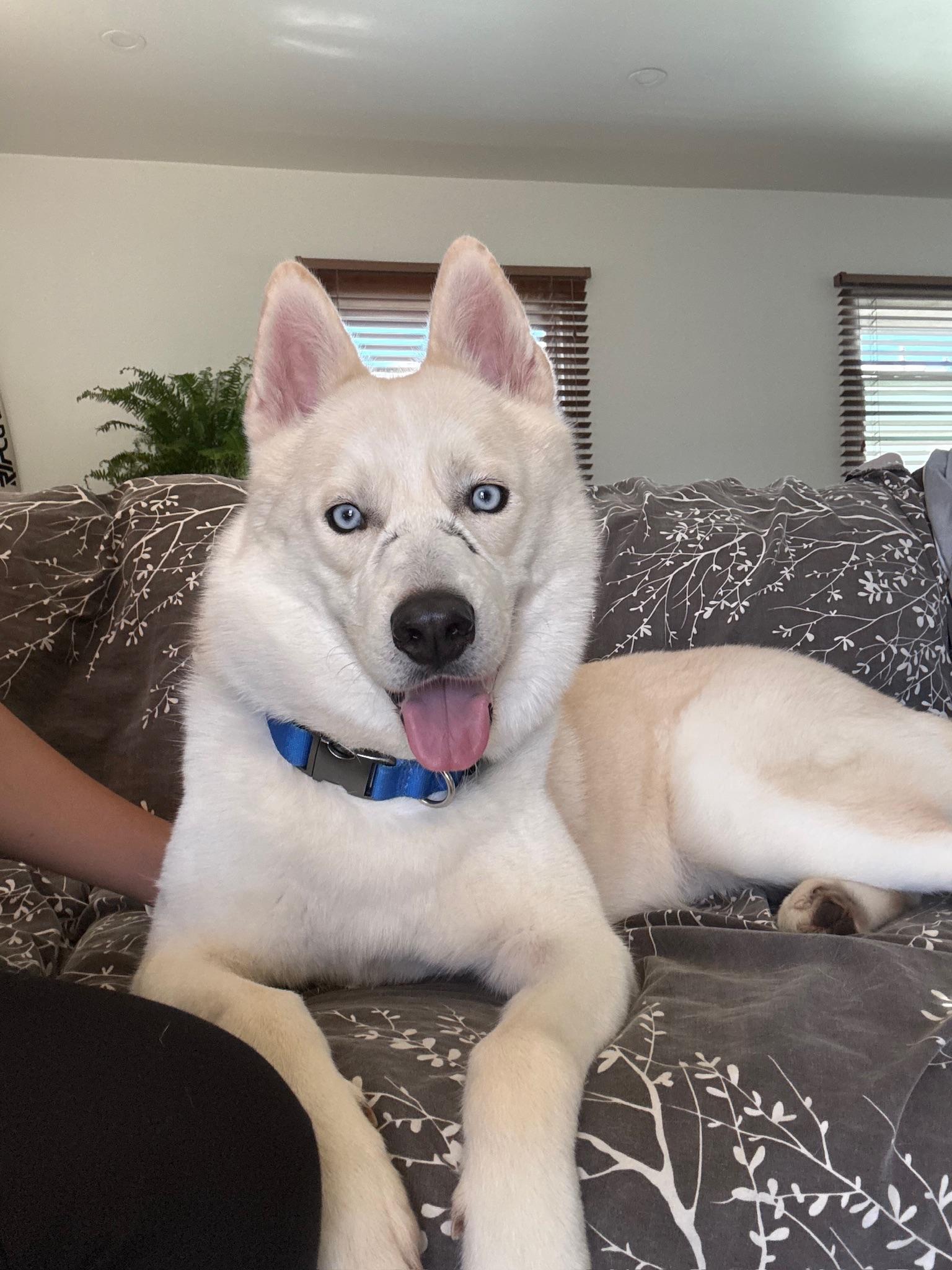 Enlarge Nikolai, a Adoptable mixed breed in Los Angeles , CA image 5/6