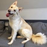 Enlarge Oatmeal, an adopted Mixed Breed in Lansing, MI image 3/3