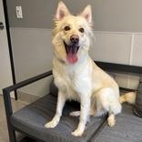 Enlarge Oatmeal, an adopted Mixed Breed in Lansing, MI image 1/3