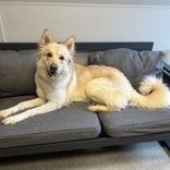 Enlarge Oatmeal, an adopted Mixed Breed in Lansing, MI image 2/3