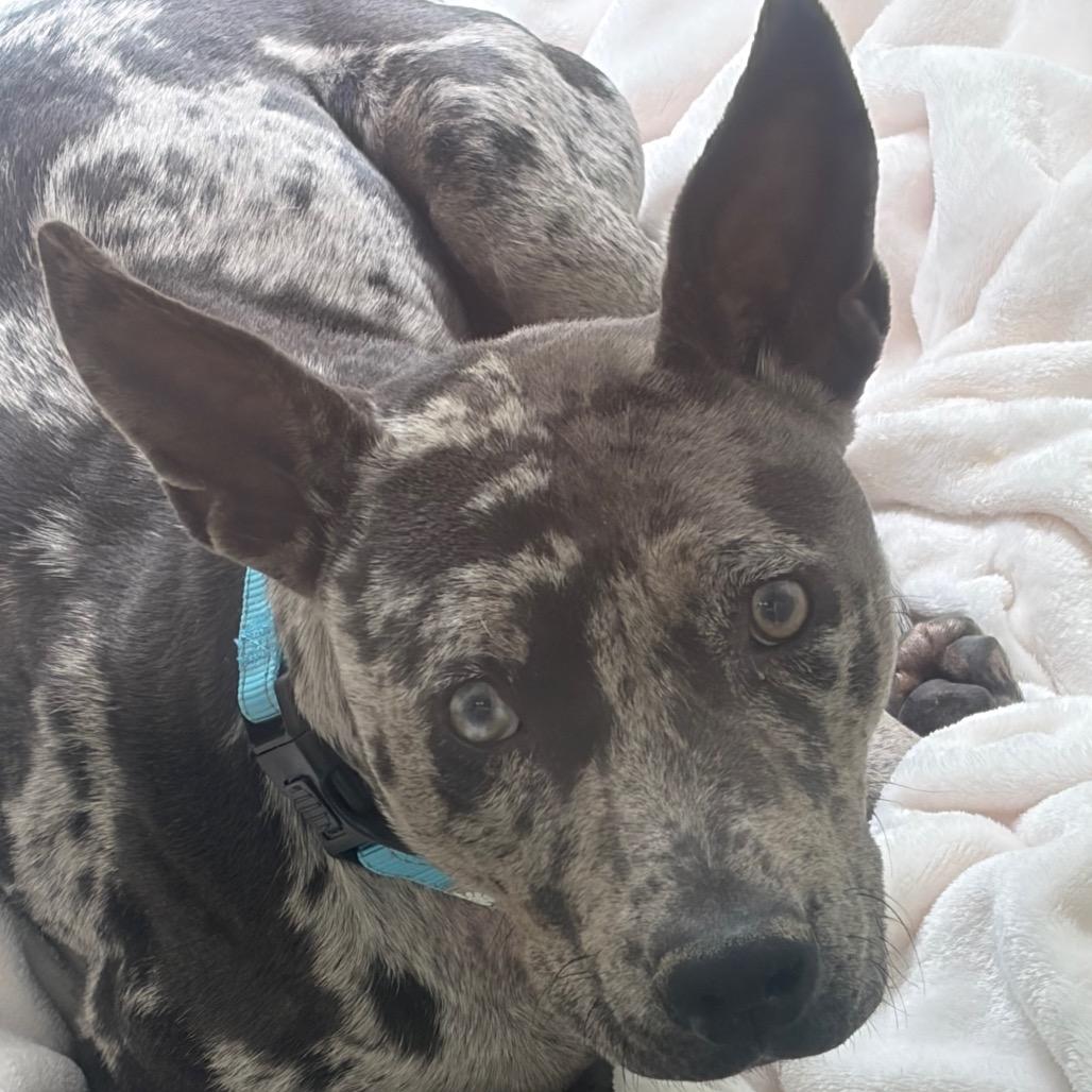 Stella, Adoptable, Young Female Mixed Breed.