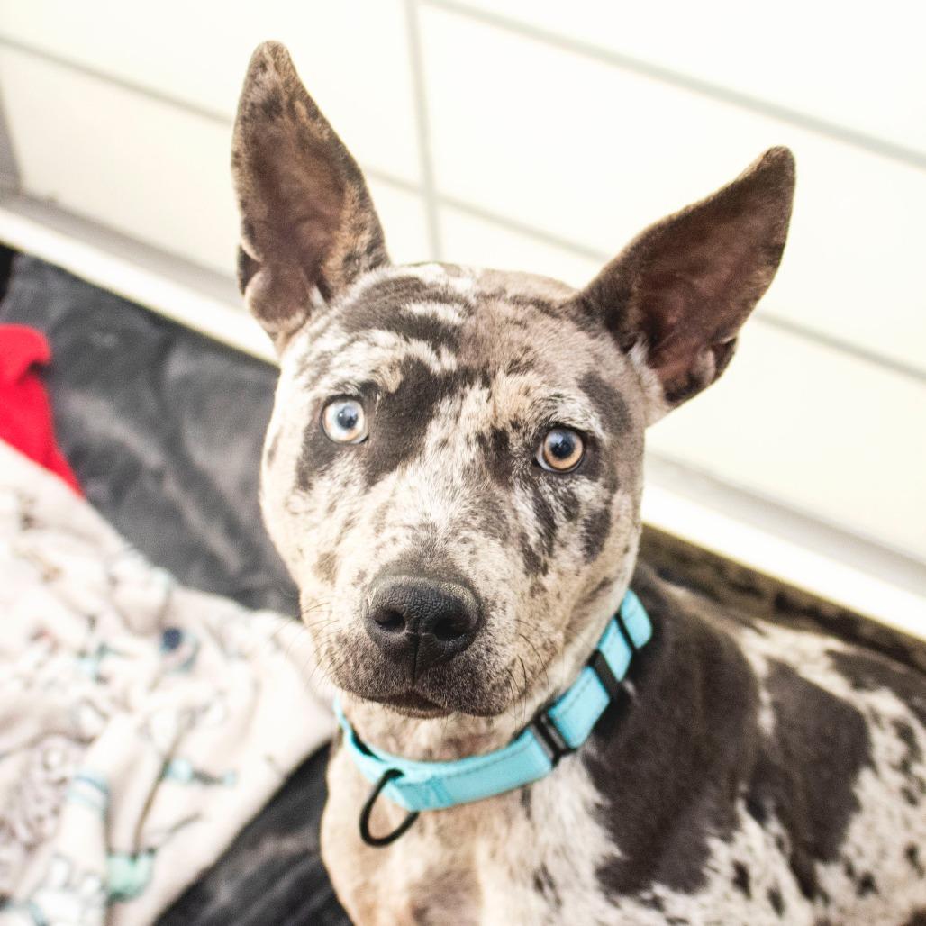 Stella, Adoptable, Young Female Mixed Breed.