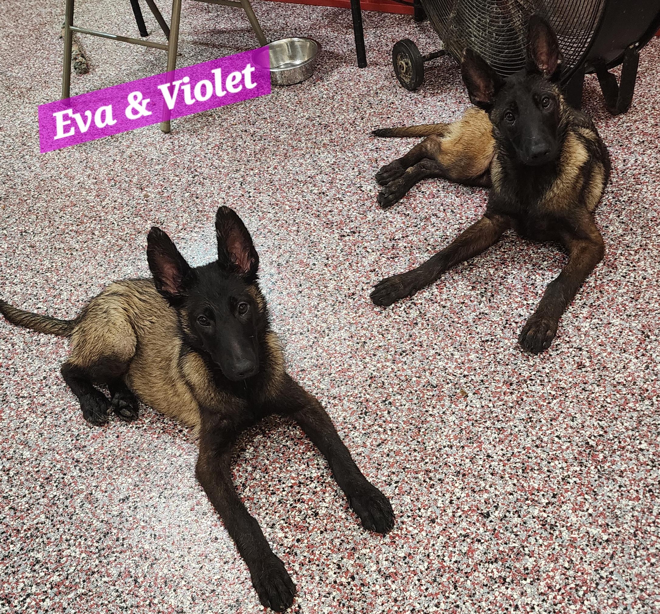 Violet, Young Female Belgian Shepherd / Malinois