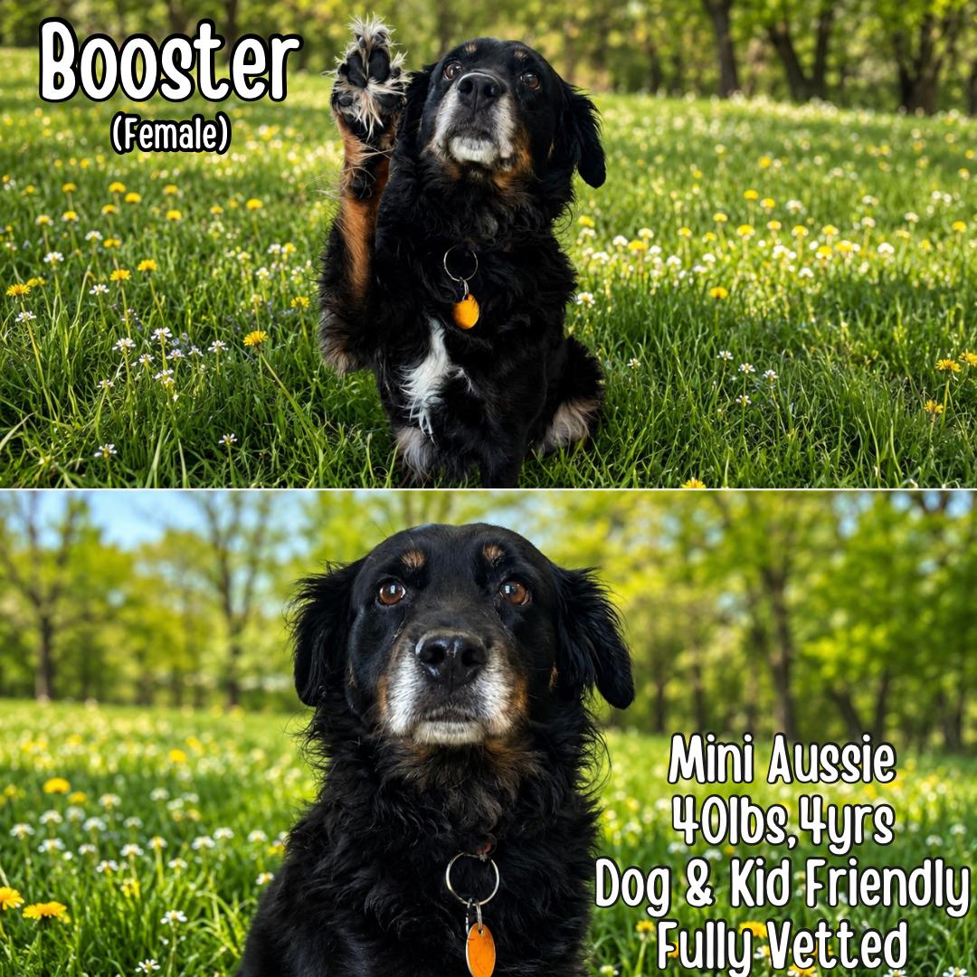 Booster, adopted, Adult Female Australian Shepherd.