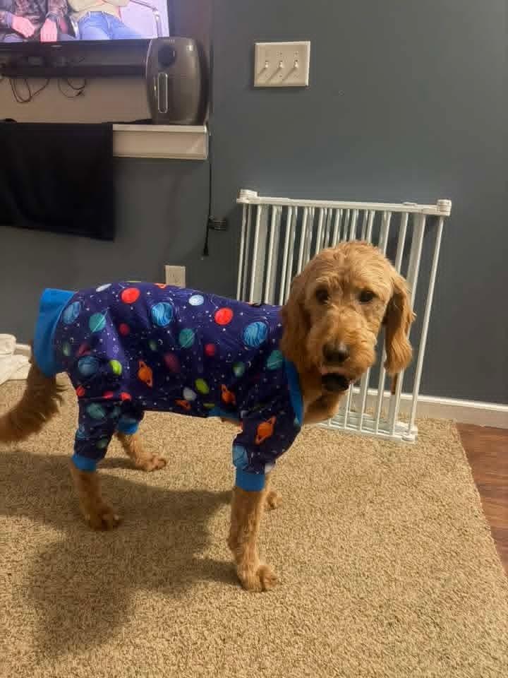 Frito, a Adoptable Goldendoodle in Wausau, WI image 1/5