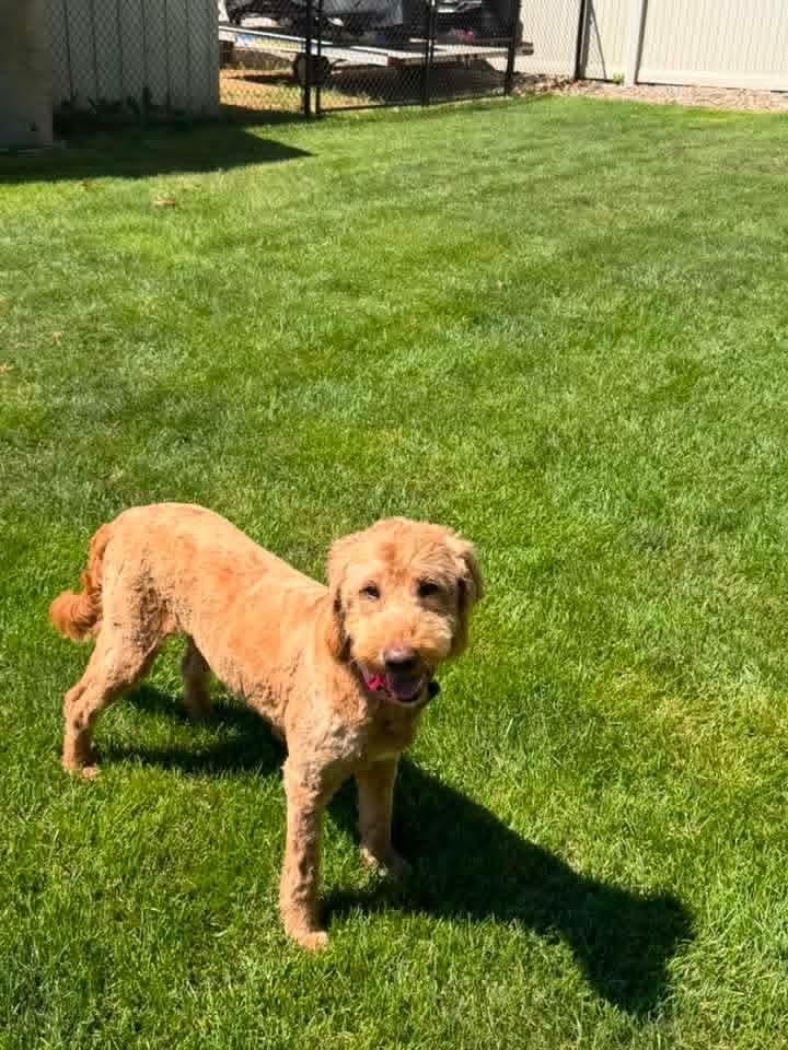 Frito, a Adoptable Goldendoodle in Wausau, WI image 2/5