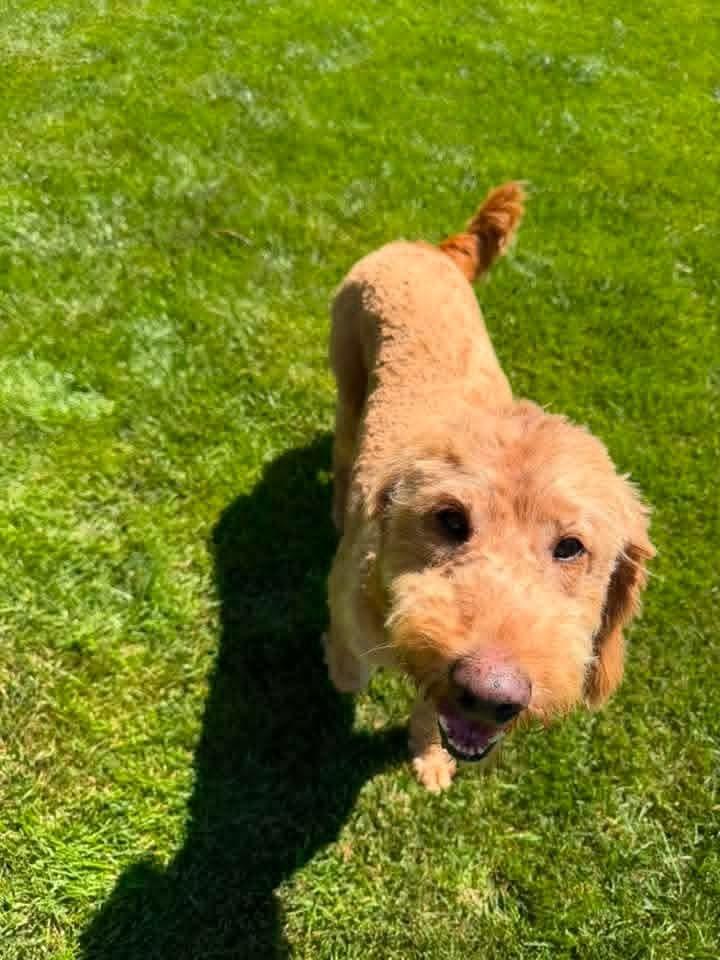 Frito, a Adoptable Goldendoodle in Wausau, WI image 3/5